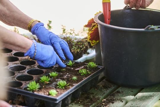 Im "Grünen Behandlungszimmer" des Evangelischen Krankenhauses Königin Elisabeth Herzberge pflanzt eine Patientin zusammen mit der Gartentherapeutin Steinrosen ein.