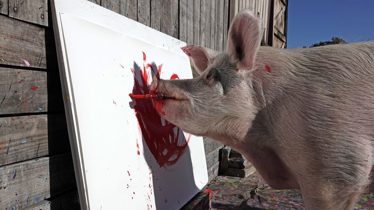 Ein extra breiter Pinsel macht's möglich, dass Pigcasso malen kann. Ein extra breiter Pinsel macht's möglich, dass Pigcasso malen kann.