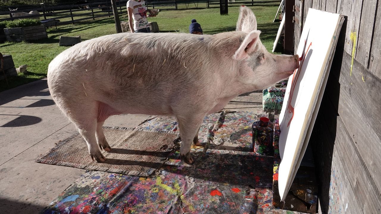 Pigcasso bei der Arbeit. Pigcasso bei der Arbeit.