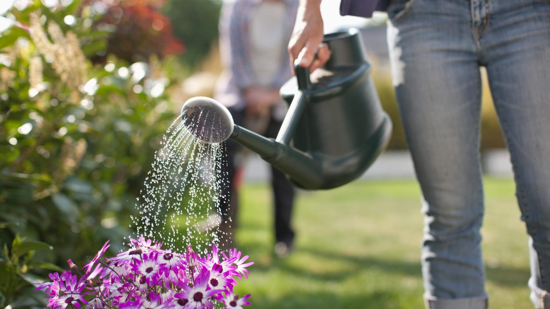 Blumen gießen: Der Mondkalender unterstützt die richtige Pflege.