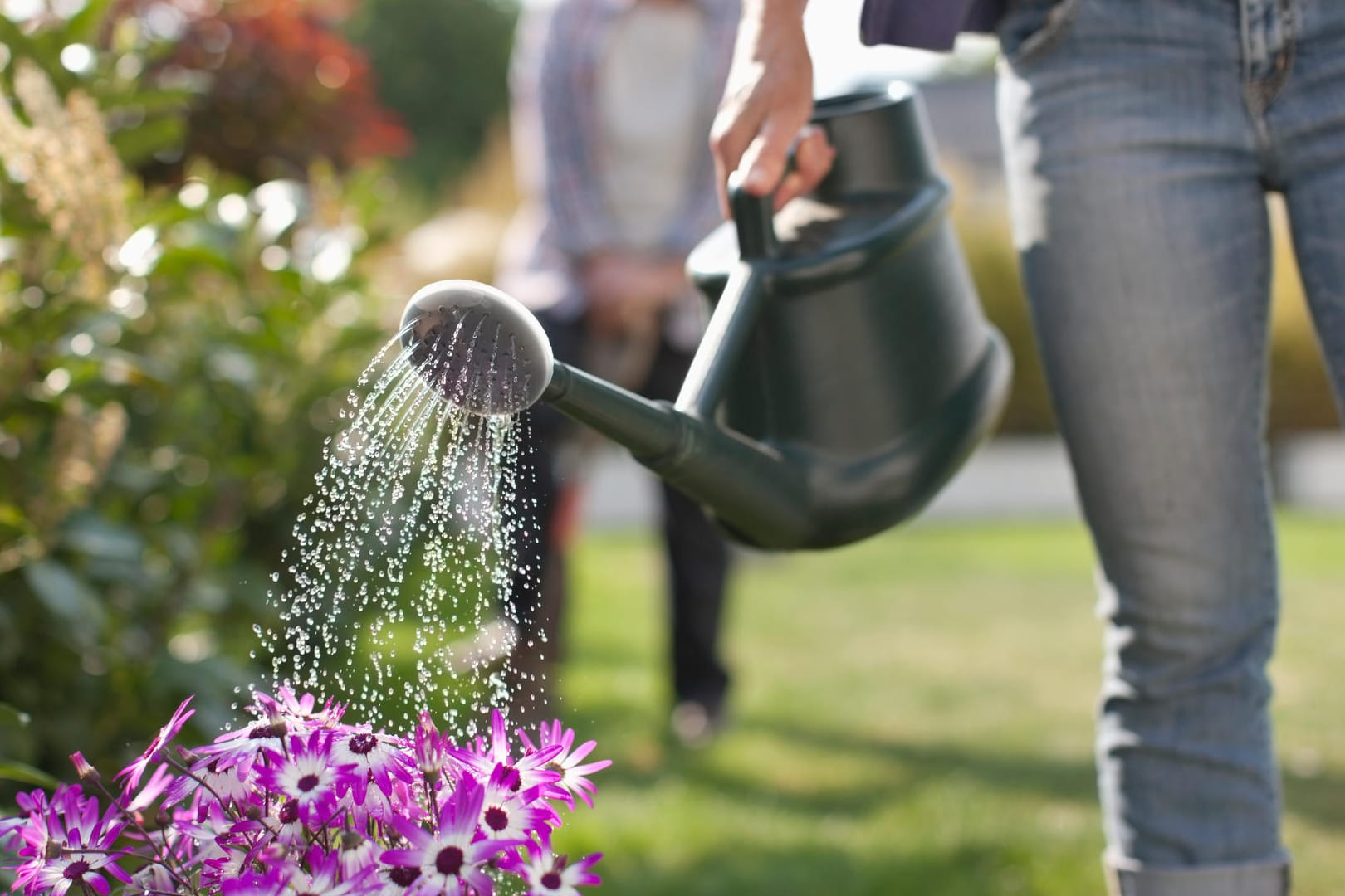 Blumen gießen: Der Mondkalender unterstützt die richtige Pflege.