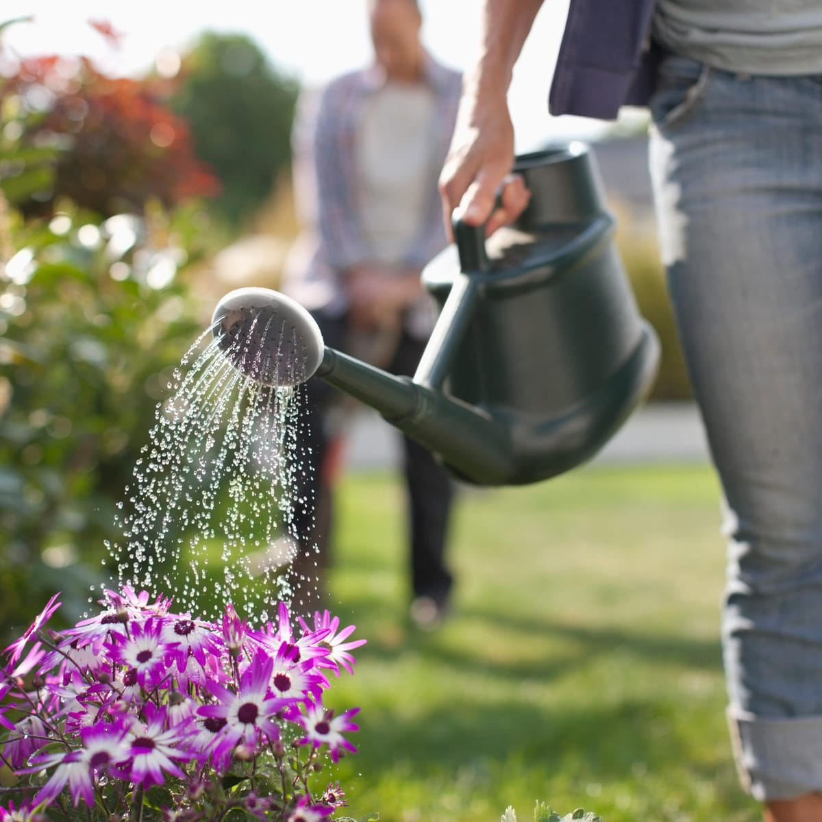 Blumen gießen nach dem Mondkalender: So funktionierts