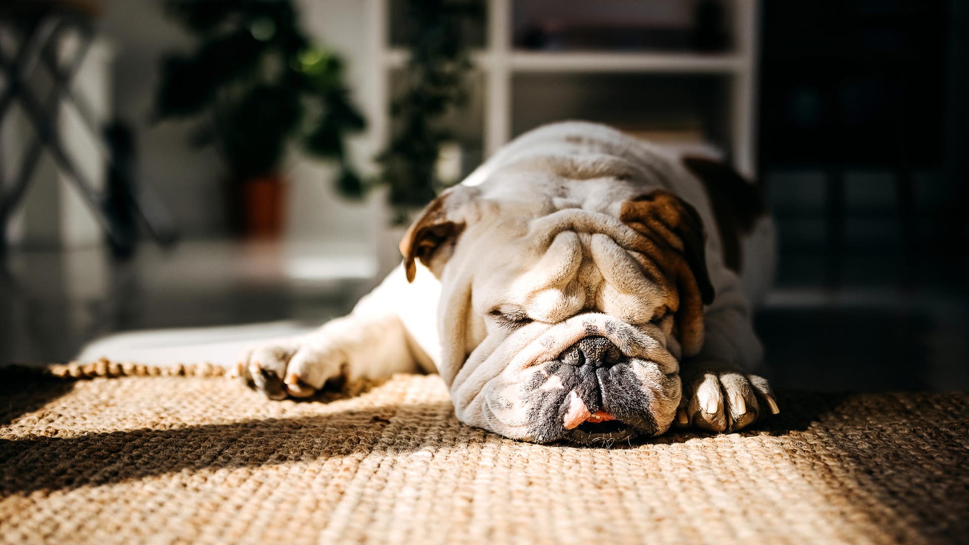 Englische Bulldogge: Die Vierbeiner gehören in ihrem Heimatland zu den beliebtesten Rassen.