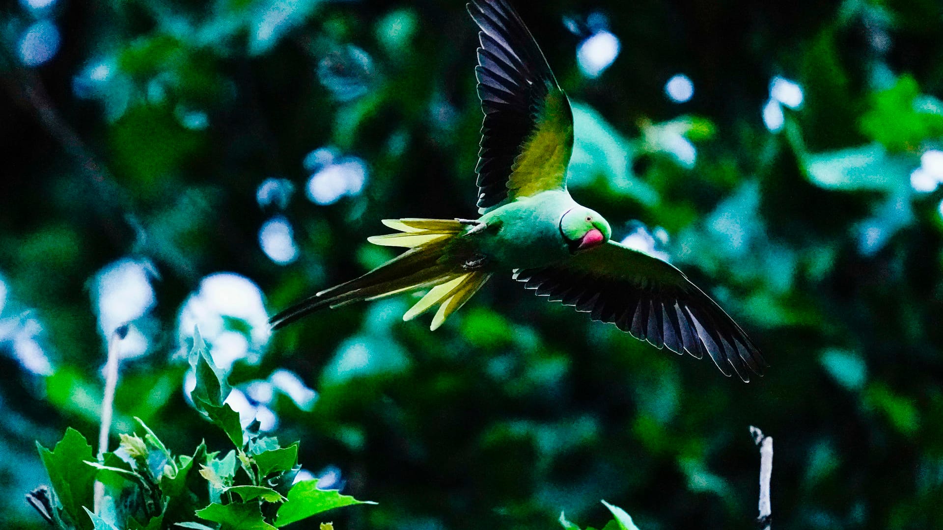 Papageien: Die Vögel haben in vielen Großstädten Deutschlands Einzug gehalten.