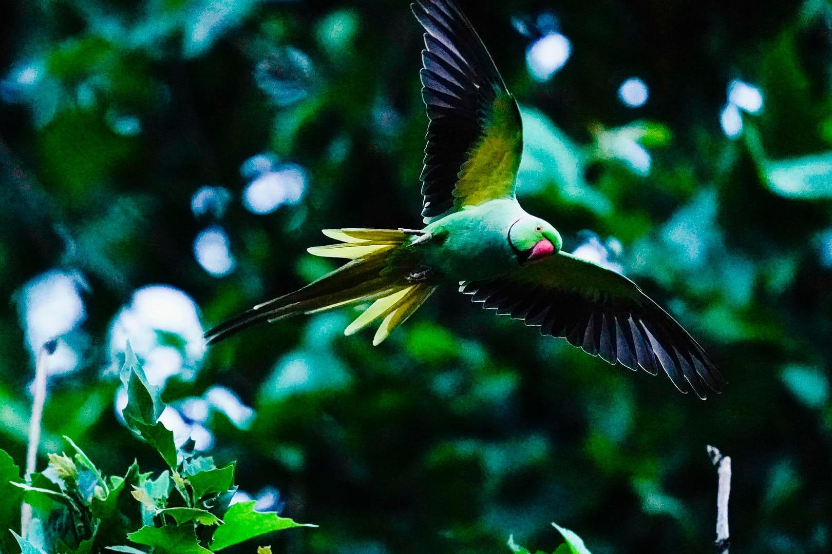 Papageien: Die Vögel haben in vielen Großstädten Deutschlands Einzug gehalten.