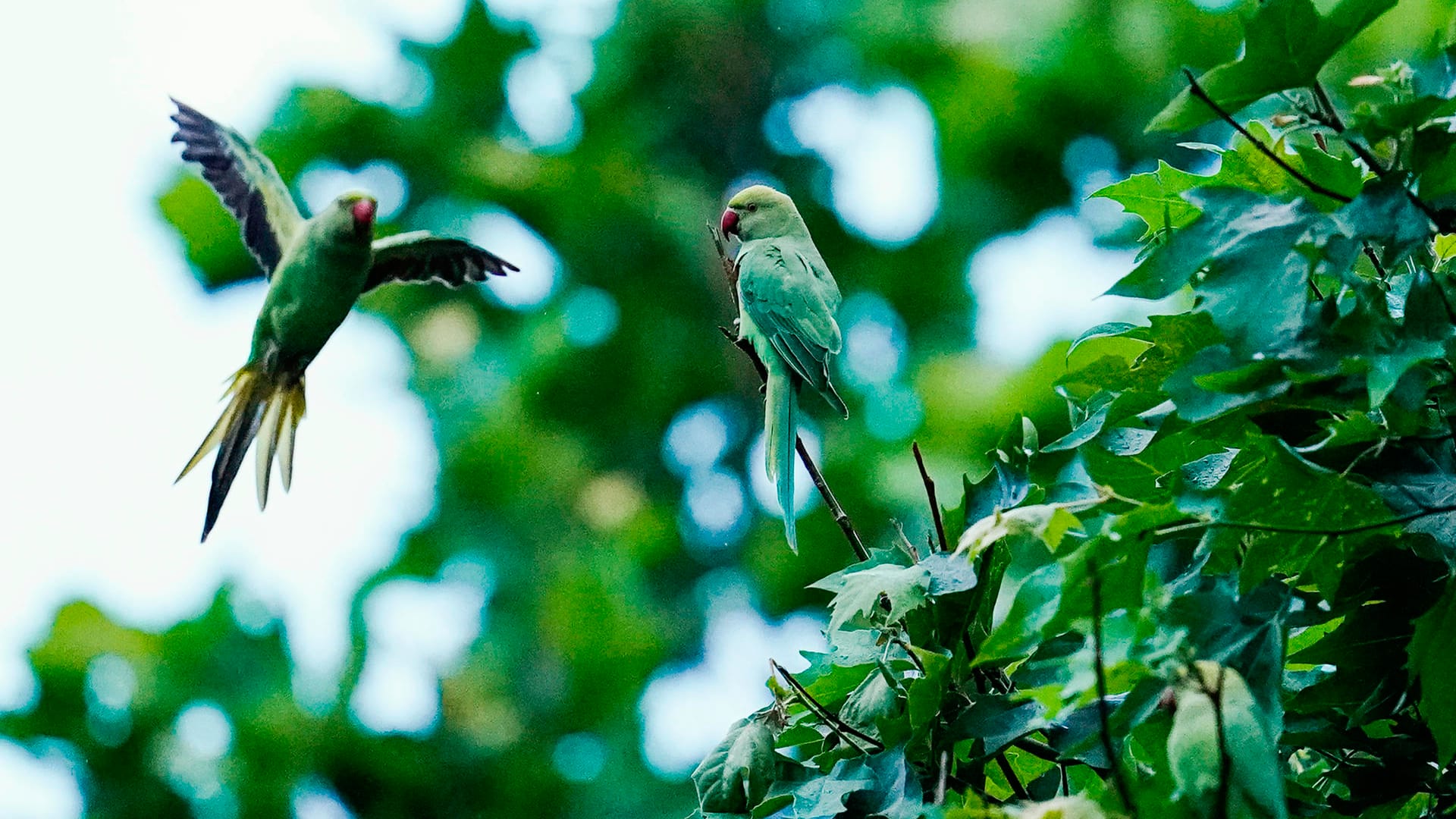 Papageien: Diese Vögel sind nicht gern allein.