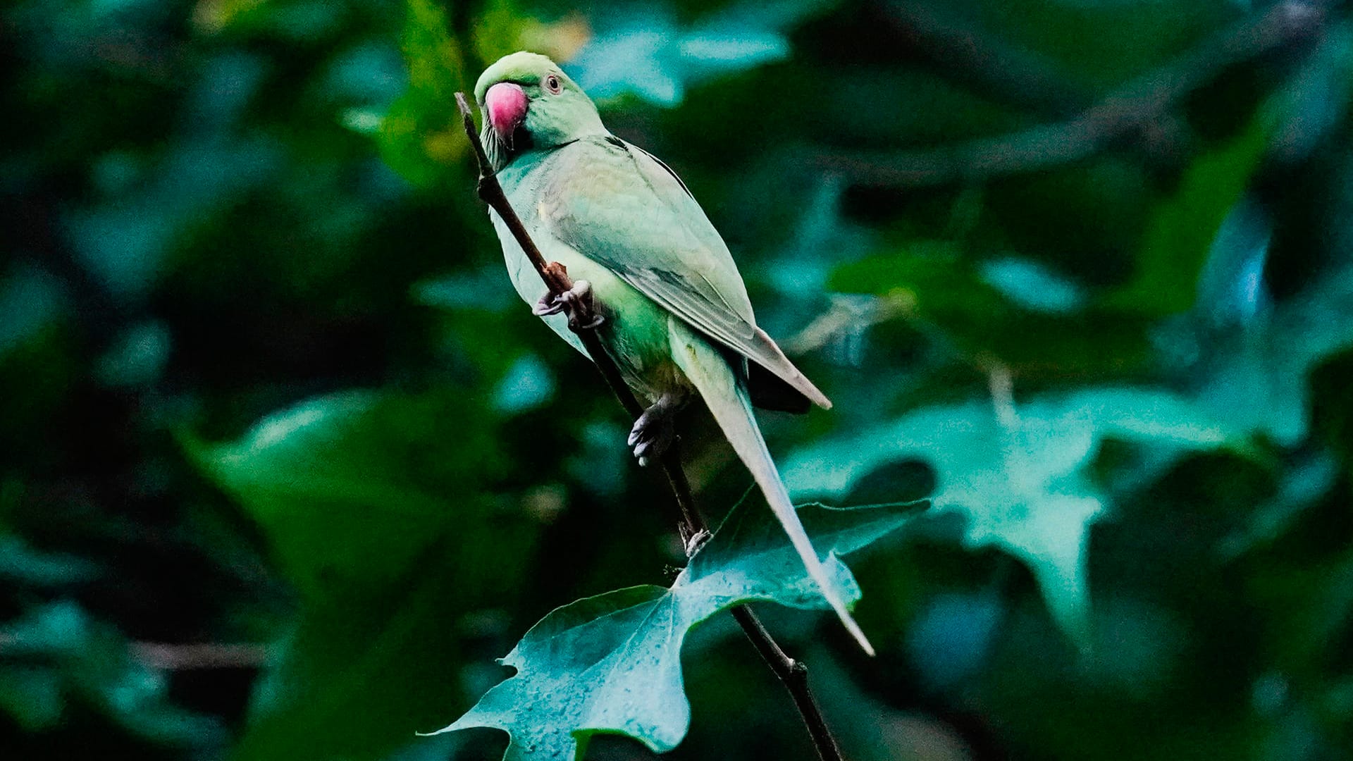 Vogel als Haustier: Die Haltung von Papageien war in den 60er und 70er Jahren ein verbreitetes Hobby.