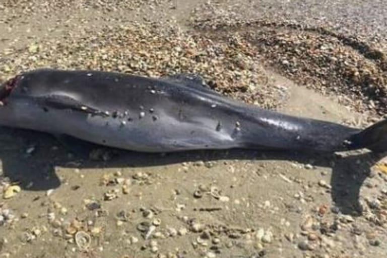 Toter Delfin an einem Strand am Schwarzen Meer: "Die Tiere verlieren ihren Orientierungssinn, verirren sich an Land und sterben in Panik."