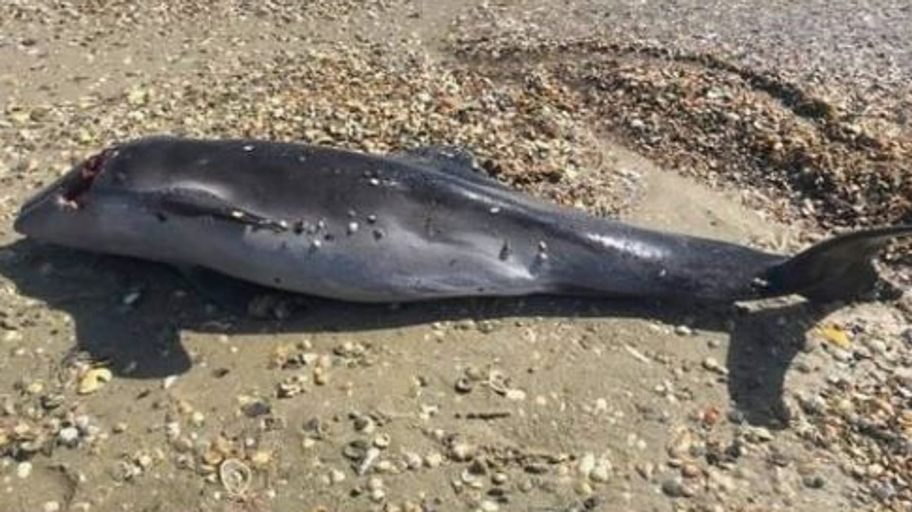 Massen von toten Delfinen werden im Schwarzen Meer angespült