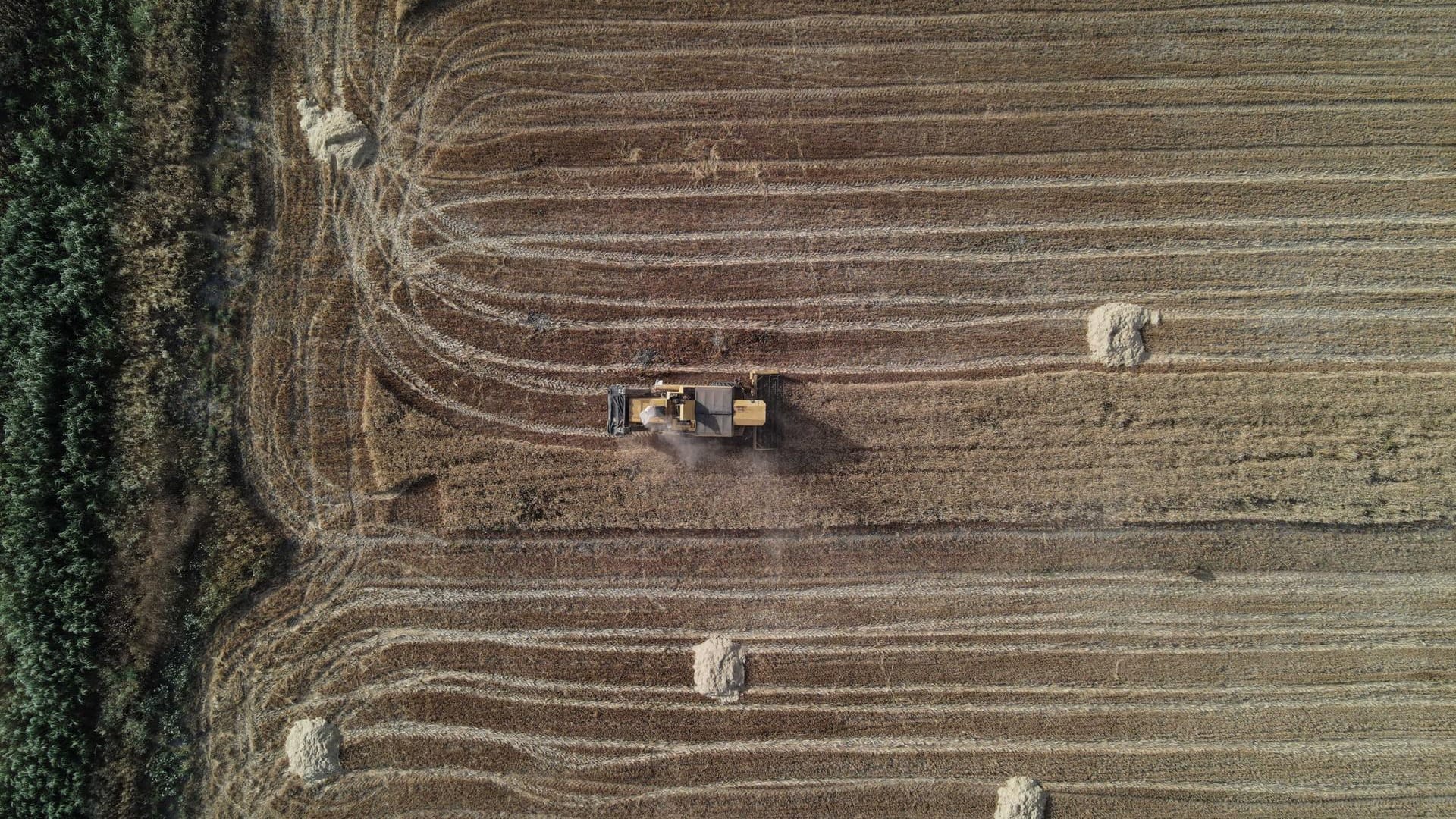 Ein Mähdrescher während der Weizenernte (Symbolbild): Die Ukraine wirft Russland vor, Getreide zu klauen.
