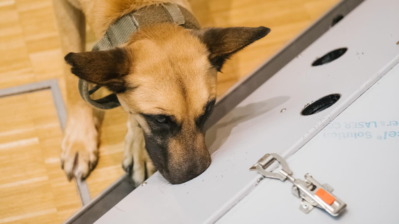 Der belgische Schäferhund Filou schnüffelt in der Tierärztlichen Hochschule (TiHo) an einer Trainingsmaschine für Corona-Spürhunde.