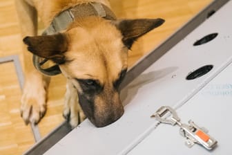 Der belgische Schäferhund Filou schnüffelt in der Tierärztlichen Hochschule (TiHo) an einer Trainingsmaschine für Corona-Spürhunde.