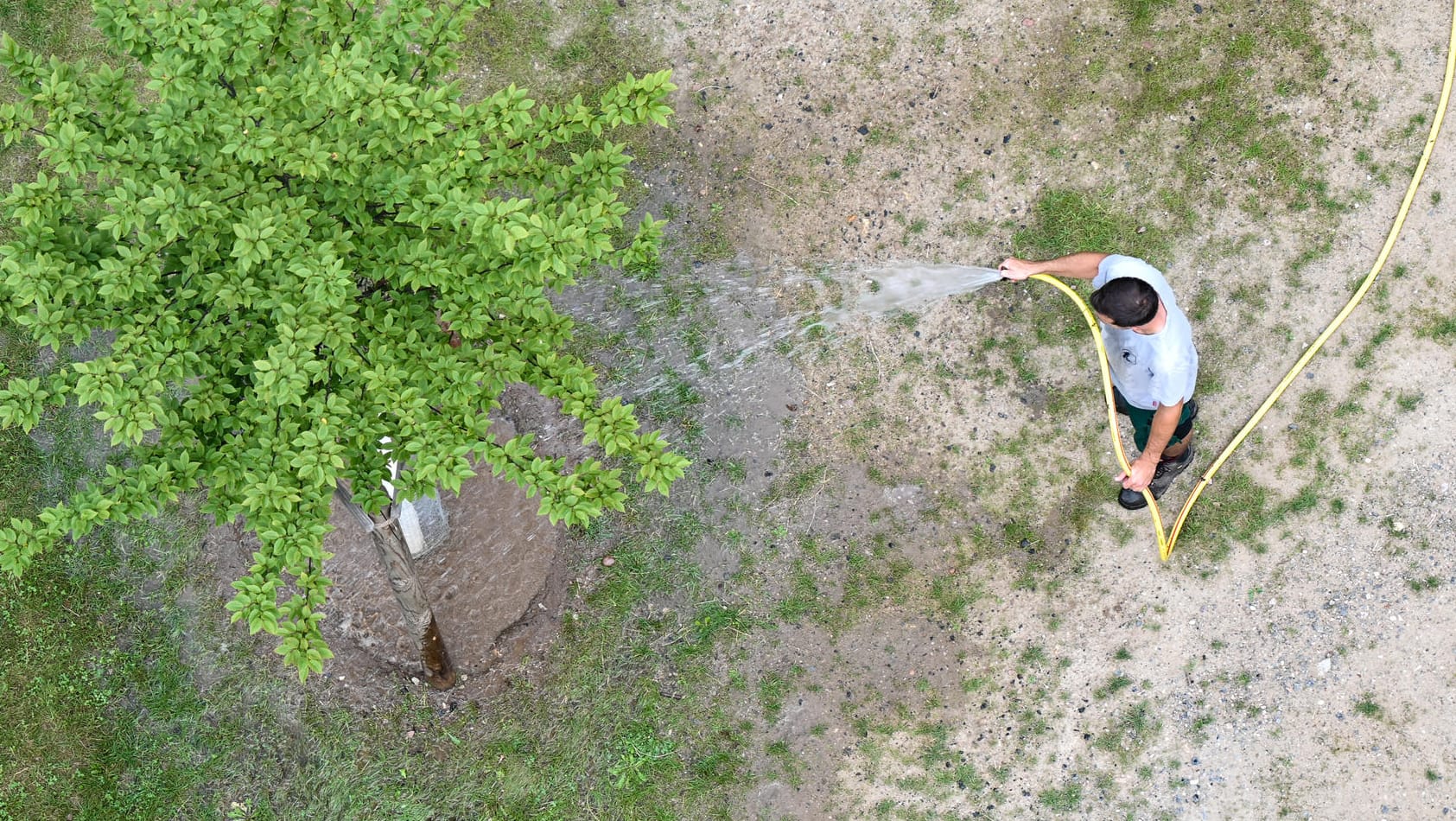 Ein Mann gießt einen Baum (Symbolbild): Die Stadt Nürnberg nutzt fürs Gießen ihrer Bäume Poolwasser aus den Hallenbädern.