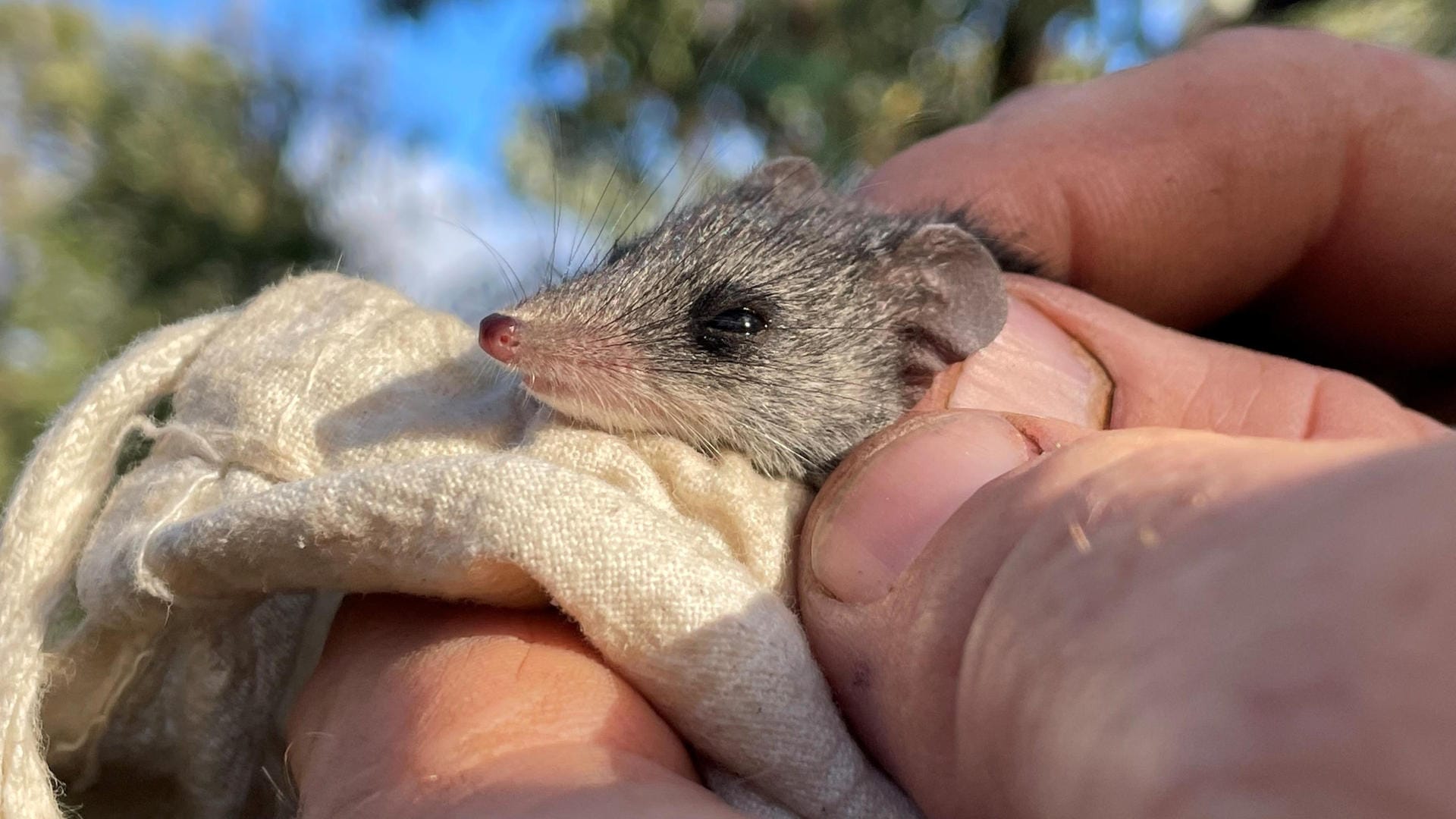 Die Känguru-Insel-Schmalfußbeutelmaus wird von wilden Katzen bedroht.