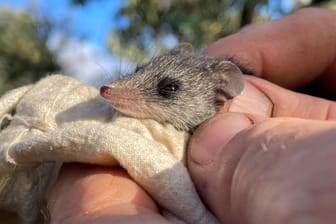 Die Känguru-Insel-Schmalfußbeutelmaus wird von wilden Katzen bedroht.