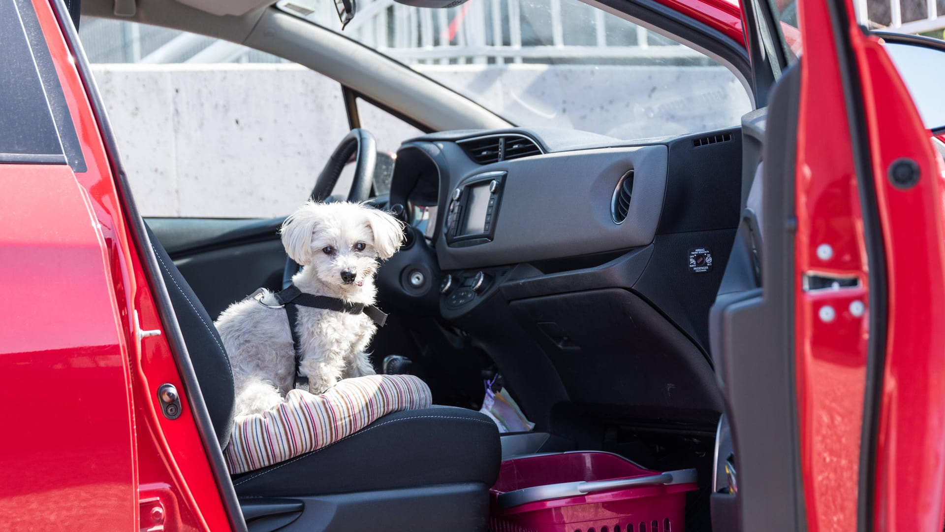 Freundlicher Reisebegleiter: Mit der passenden Sicherung wird die Autofahrt für Mensch und Hund angenehm.