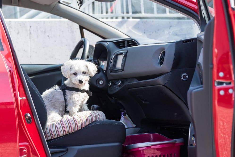 Freundlicher Reisebegleiter: Mit der passenden Sicherung wird die Autofahrt für Mensch und Hund angenehm.