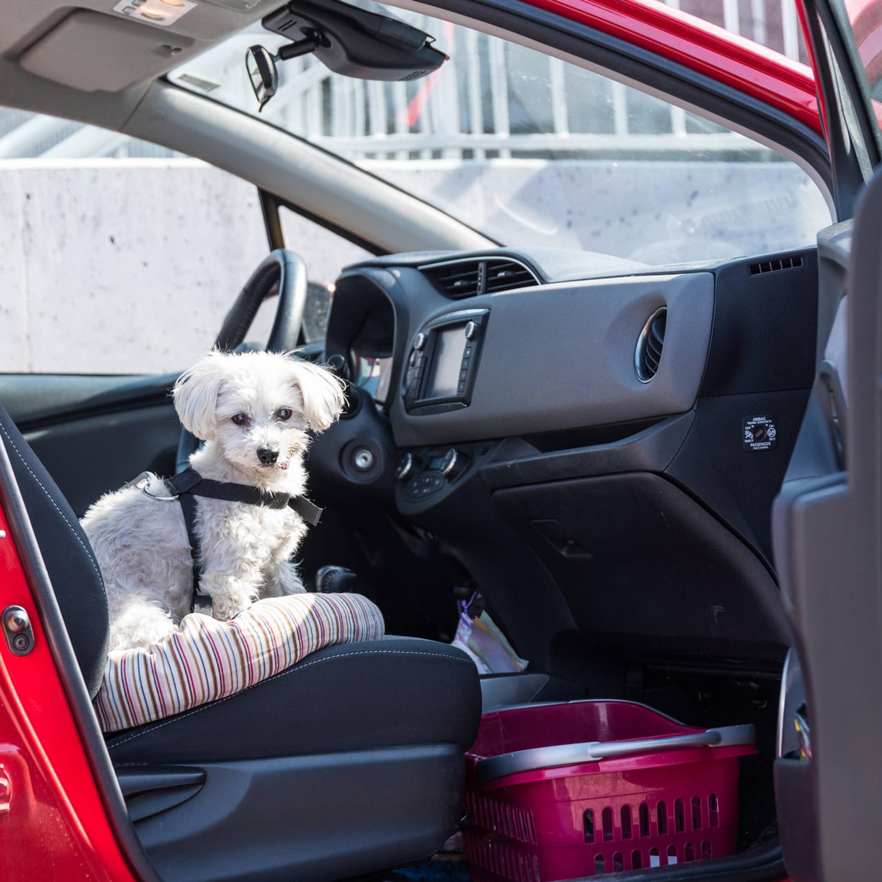 Box oder Geschirr? Hunde sicher im Auto transportieren
