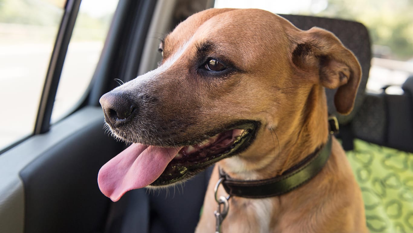 Gefährlich: Bei hohen Temperaturen im Auto droht Hunden dort ein Hitzschlag. Erste Anzeichen sind vermehrtes Hecheln, Unruhe oder Apathie.