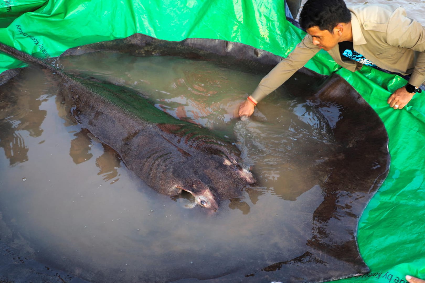 Ein 300-KIlo-Rochen: Er soll der größte Süßwasserfisch der Welt sein.