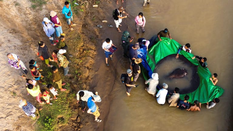 Erstaunte Menschen in Kambodscha: Der riesige Rochen wiegt 300 Kilo.
