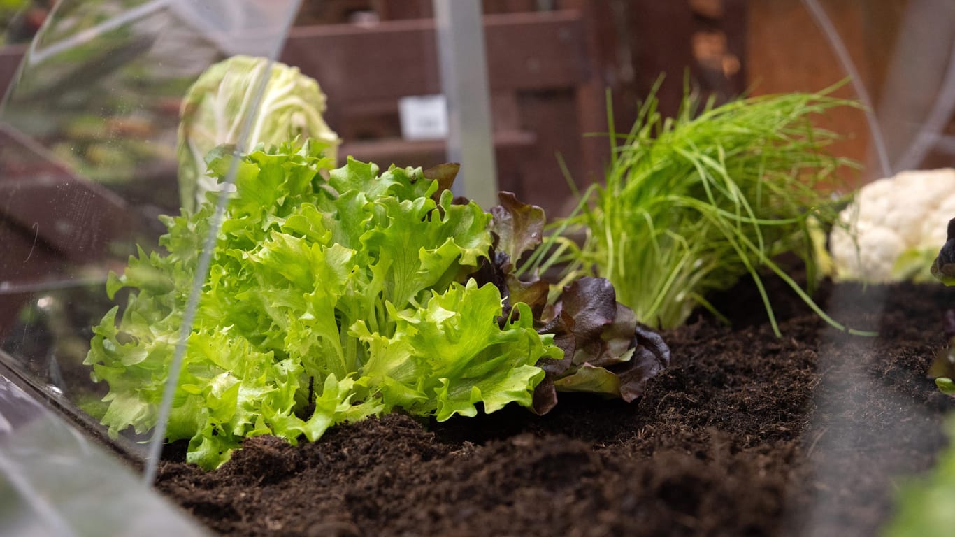 Schnelles Gemüse wie Radieschen, Salat und Möhren kann man aber weiterhin säen.