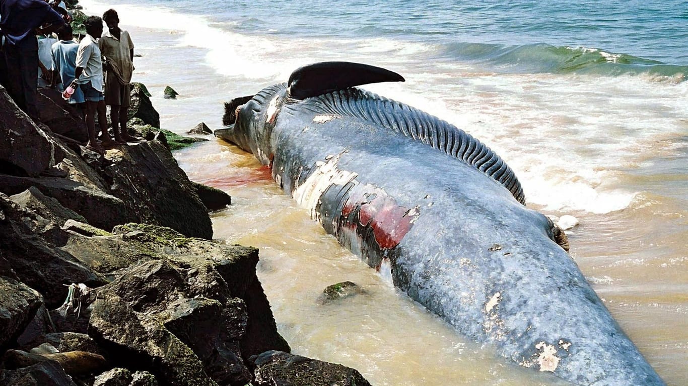 Ein Wal-Kadaver an der Küste von Colombo, der Hauptstadt Sri Lankas: Das Tier verendete vermutlich nach einem Zusammenstoß mit einem Schiff.