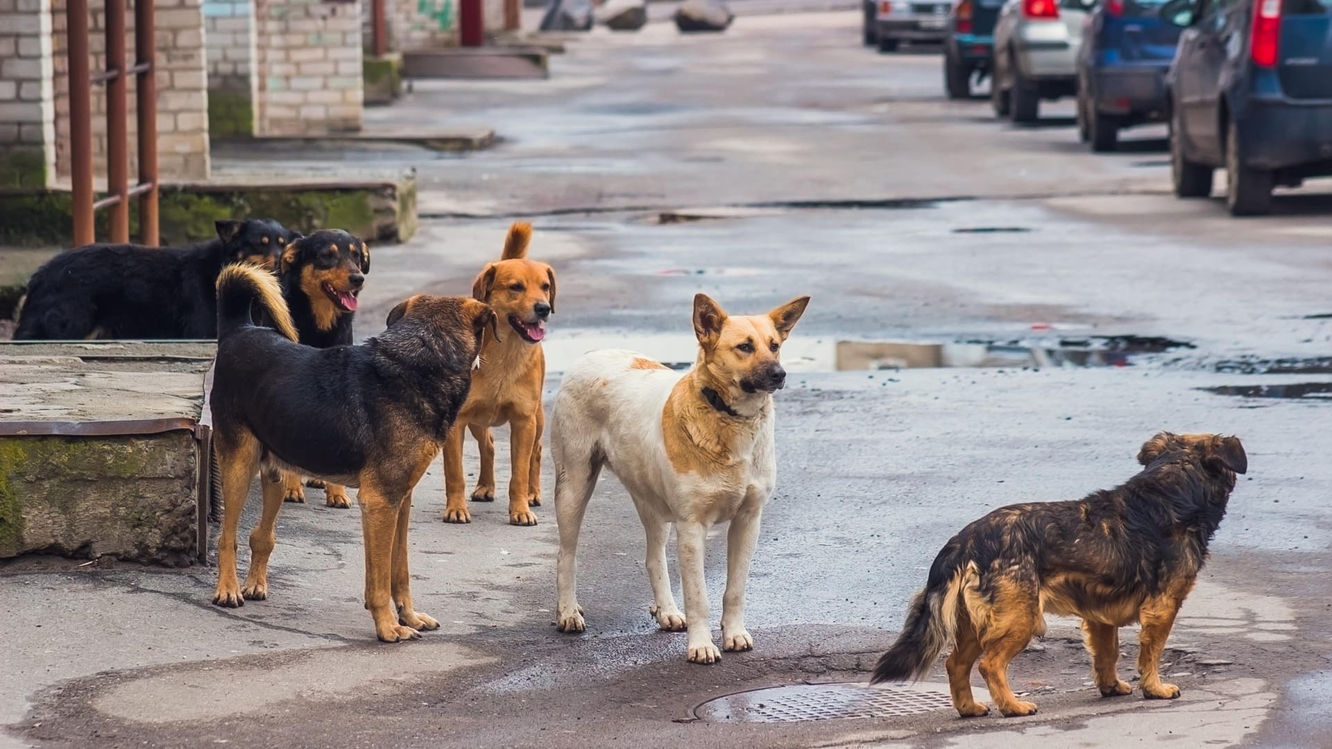 Streunende Hunde: Wer etwas Abstand hält, hat nichts zu befürchten, denn normalerweise sind die Vierbeiner freundlich.