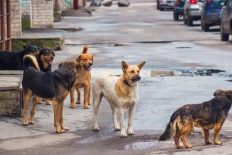 Streunende Hunde: Wer etwas Abstand hält, hat nichts zu befürchten, denn normalerweise sind die Vierbeiner freundlich.