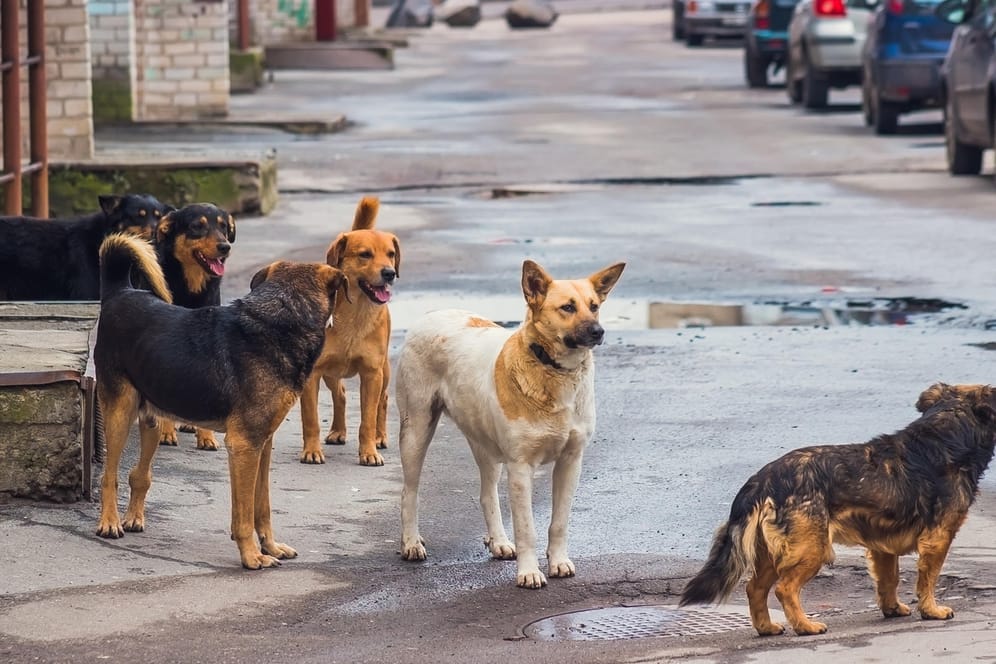 Streunende Hunde: Wer etwas Abstand hält, hat nichts zu befürchten, denn normalerweise sind die Vierbeiner freundlich.