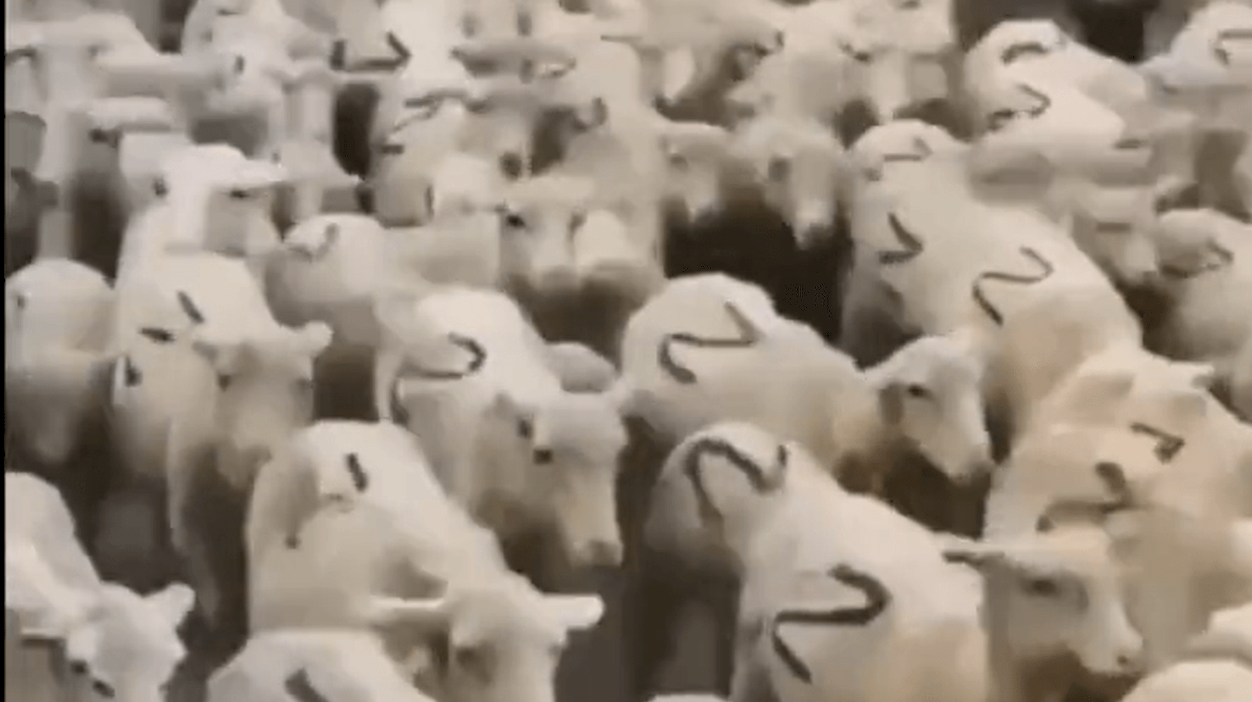 Kawanan domba dengan simbol Z: ejekan video propaganda Rusia