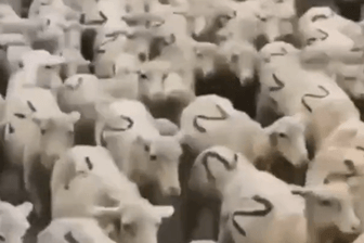 Auf Twitter kursiert das Video der Schafe noch, das Landwirtschaftsministerium Dagestans hat es mittlerweile gelöscht.