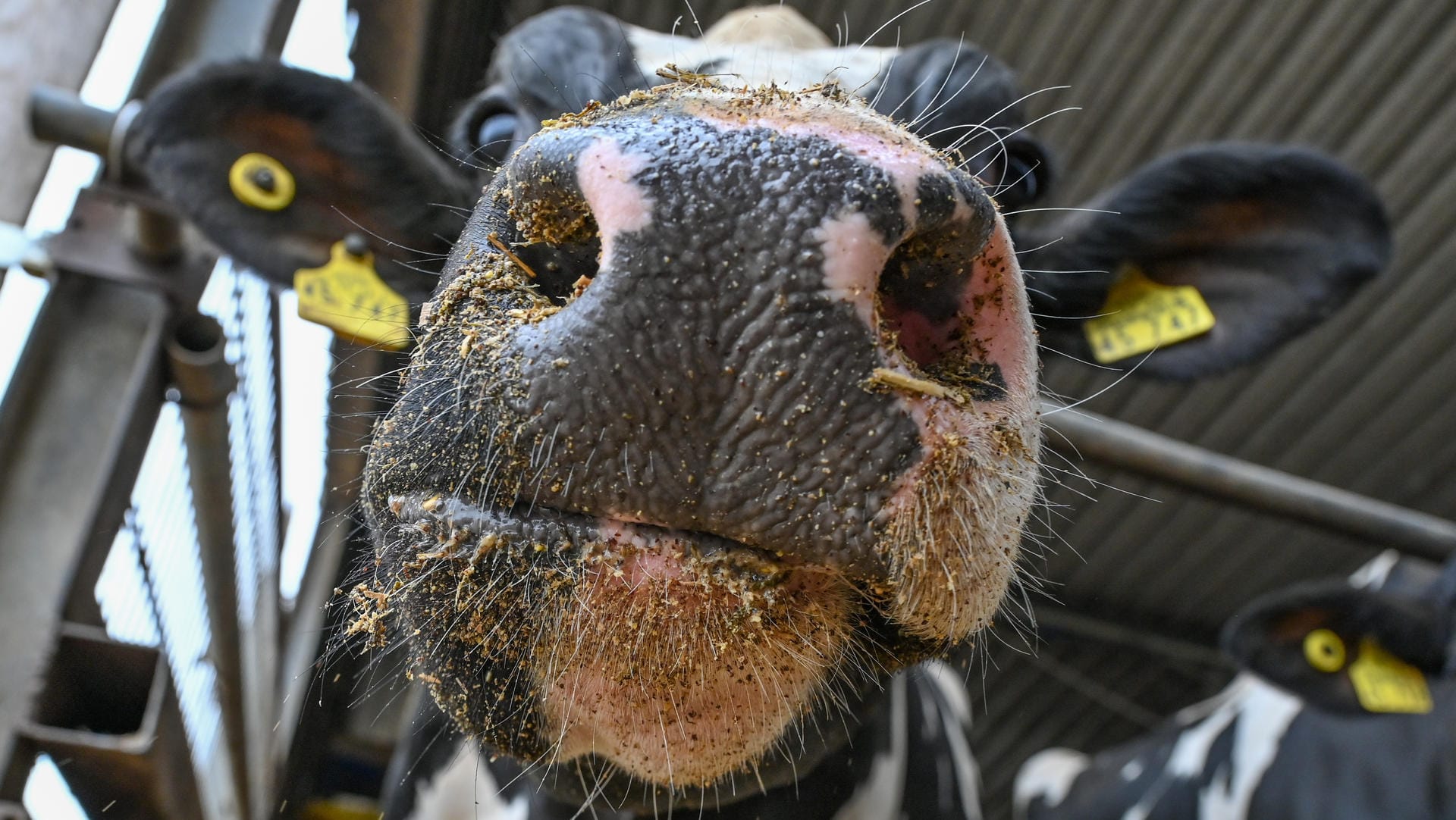 Eine Milchkuh frisst im Stall: Dass Kuhmilch generell einen hohen CO2-Fußabdruck hat, ist bekannt. Wie viele Treibhausgase mit Aldis Landmilch zusammenhängen, aber anscheinend nicht.