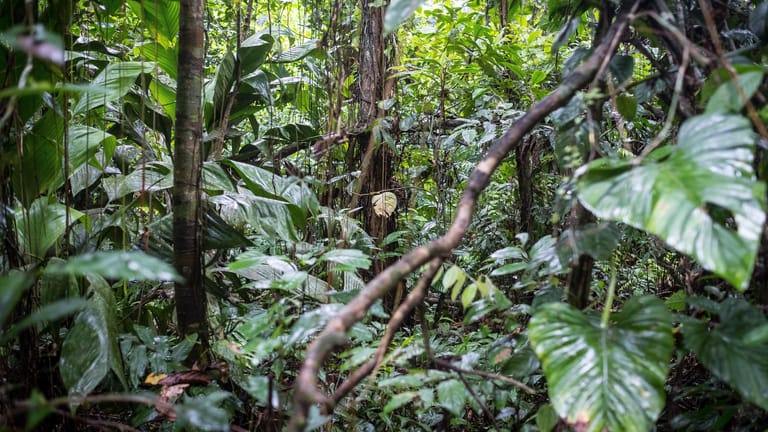 Im Nationalpark Tambopata leben so viele verschiedene Pflanzen und Tiere wie sonst an kaum einem anderen Ort auf der Welt. Doch auch hier gefährdet illegale Abholzung riesige Regenwaldflächen.
