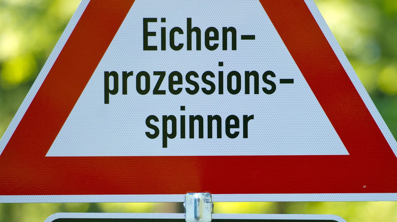 Eichenprozessionsspinner: Man sollte Schilder mit Hinweisen auf einen Befall, die sich mancherorts etwa in Wäldern finden, ernst nehmen.