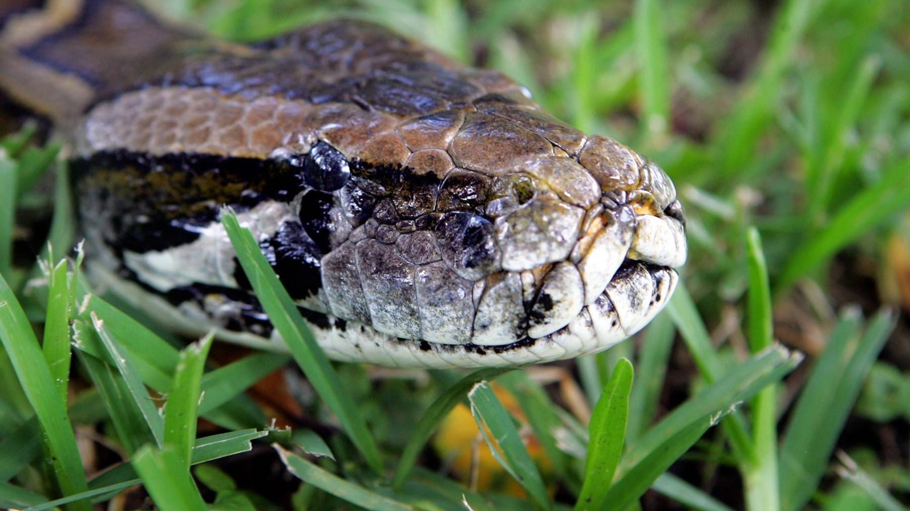 Gigantische slang gespot in Florida!  Dit is de lengte van de lijn
