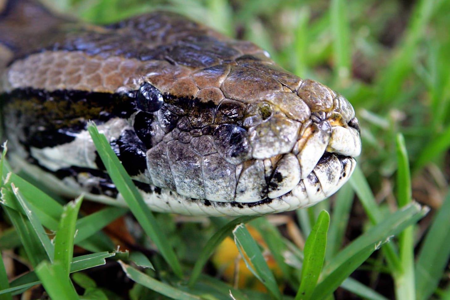 Dunkler Tigerpython in Florida: Für tote Exemplare zahlen die Behörden in Florida Prämien. (Archivbild)