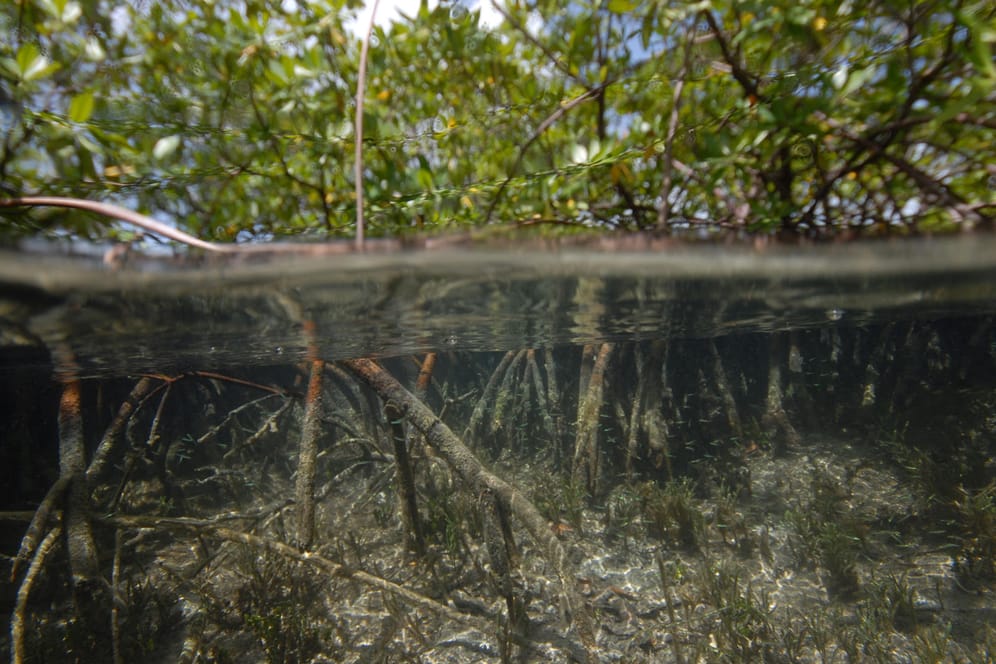 Mangroven in Guadeloupe: Forscher hatten das Riesenbakterium erstmals 2009 in den Mangroven entdeckt.
