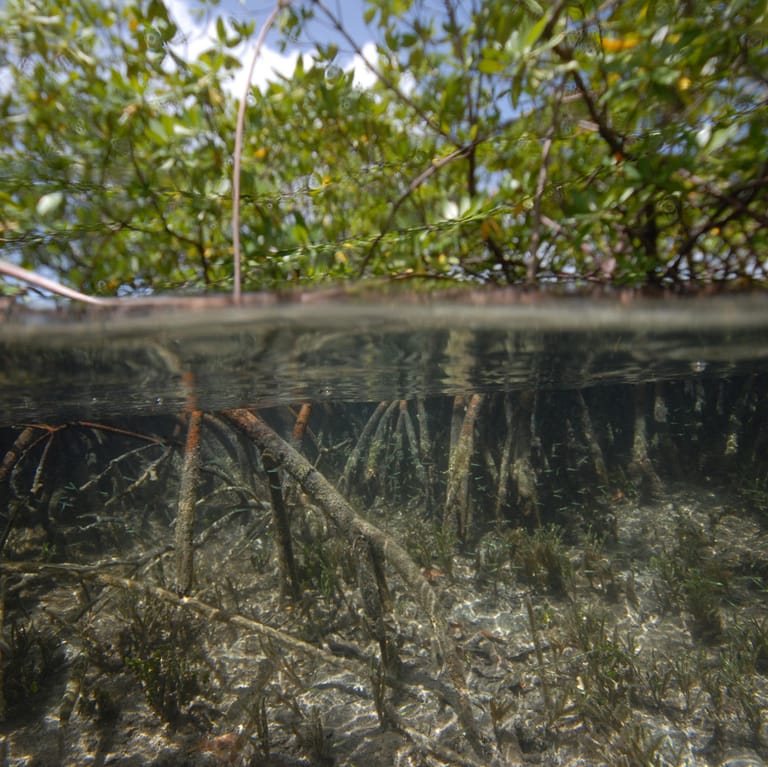 Mangroven in Guadeloupe: Forscher hatten das Riesenbakterium erstmals 2009 in den Mangroven entdeckt.