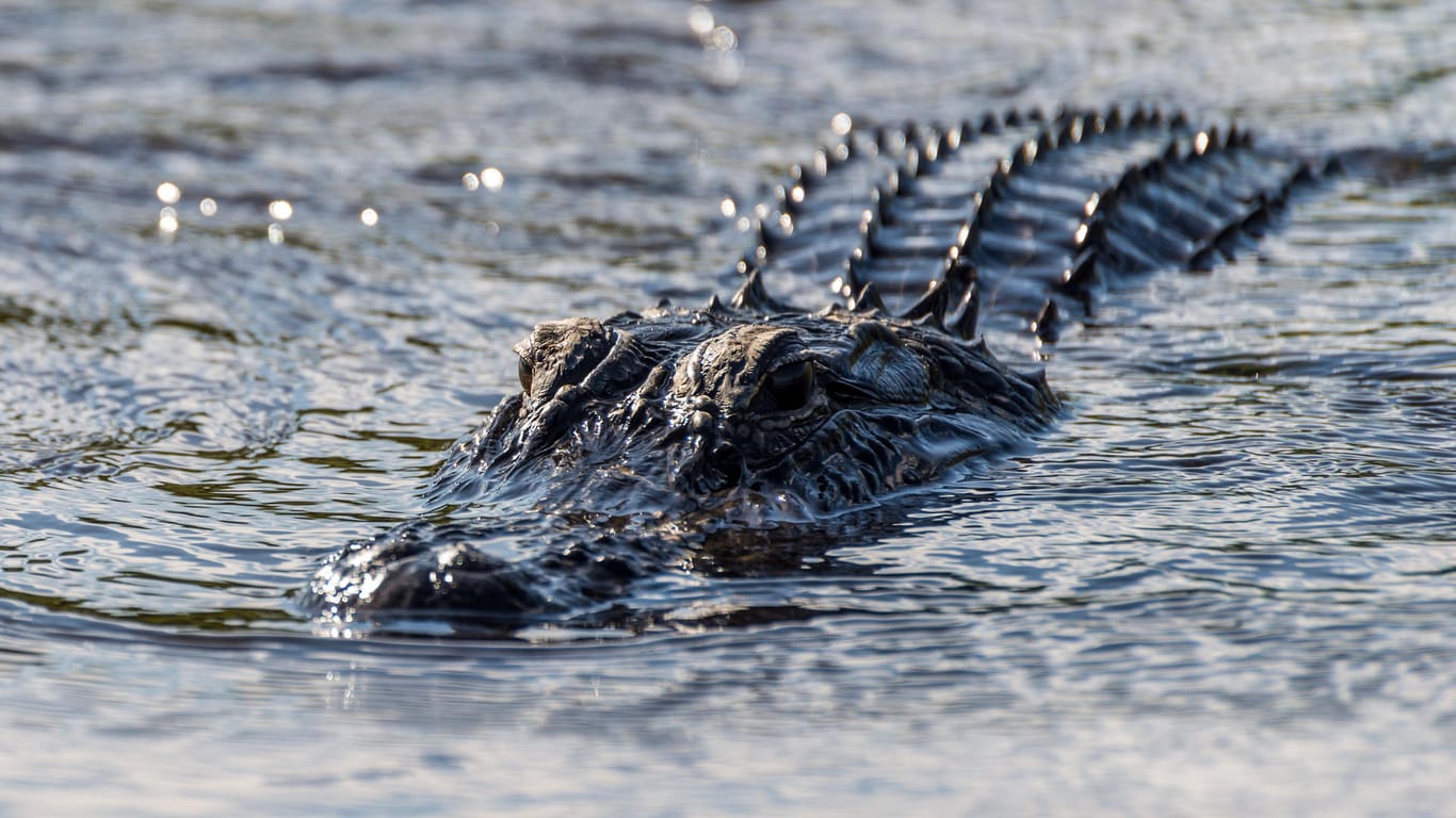 Ein Krokodil im Fluss (Archivbild): Videoaufnahmen sorgten für Aufklärung.