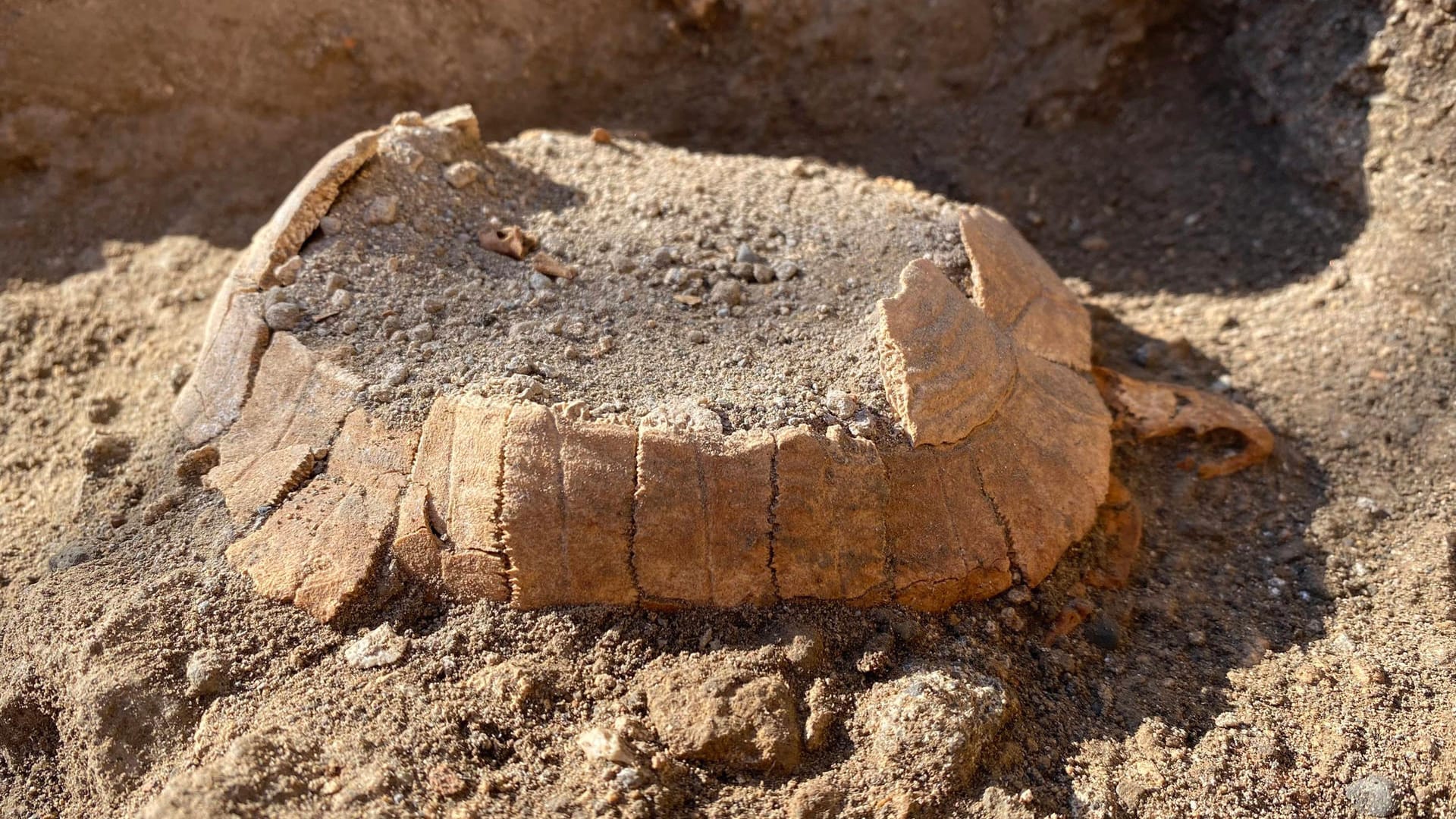 Die gefundene Schildkröte: Sie trägt ein Ei in sich.