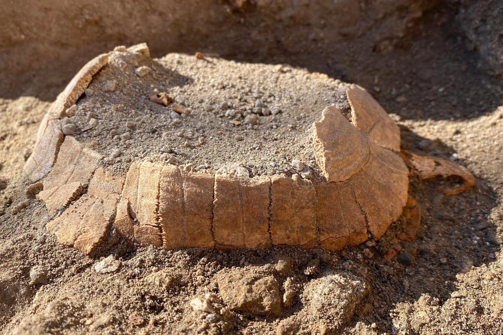 Die gefundene Schildkröte: Sie trägt ein Ei in sich.