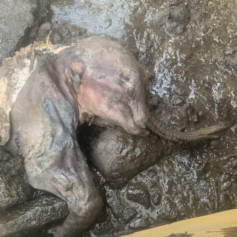 Das mumifizierte Mammutbaby "Nun cho ga": Es ist das am vollständigsten erhaltene Mammut, das in Nordamerika gefunden wurde.
