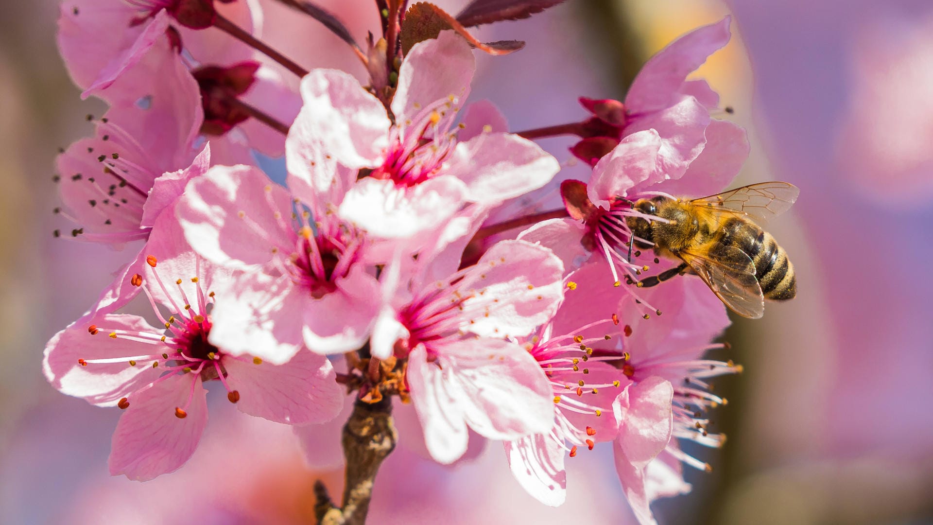 Eine Biene bestäubt eine japanische Kirschblüte. Biodiversität beschreibt nicht nur biologische, sondern auch kulturelle Vielfalt, etwa bei indigenen und lokalen Gemeinschaften.