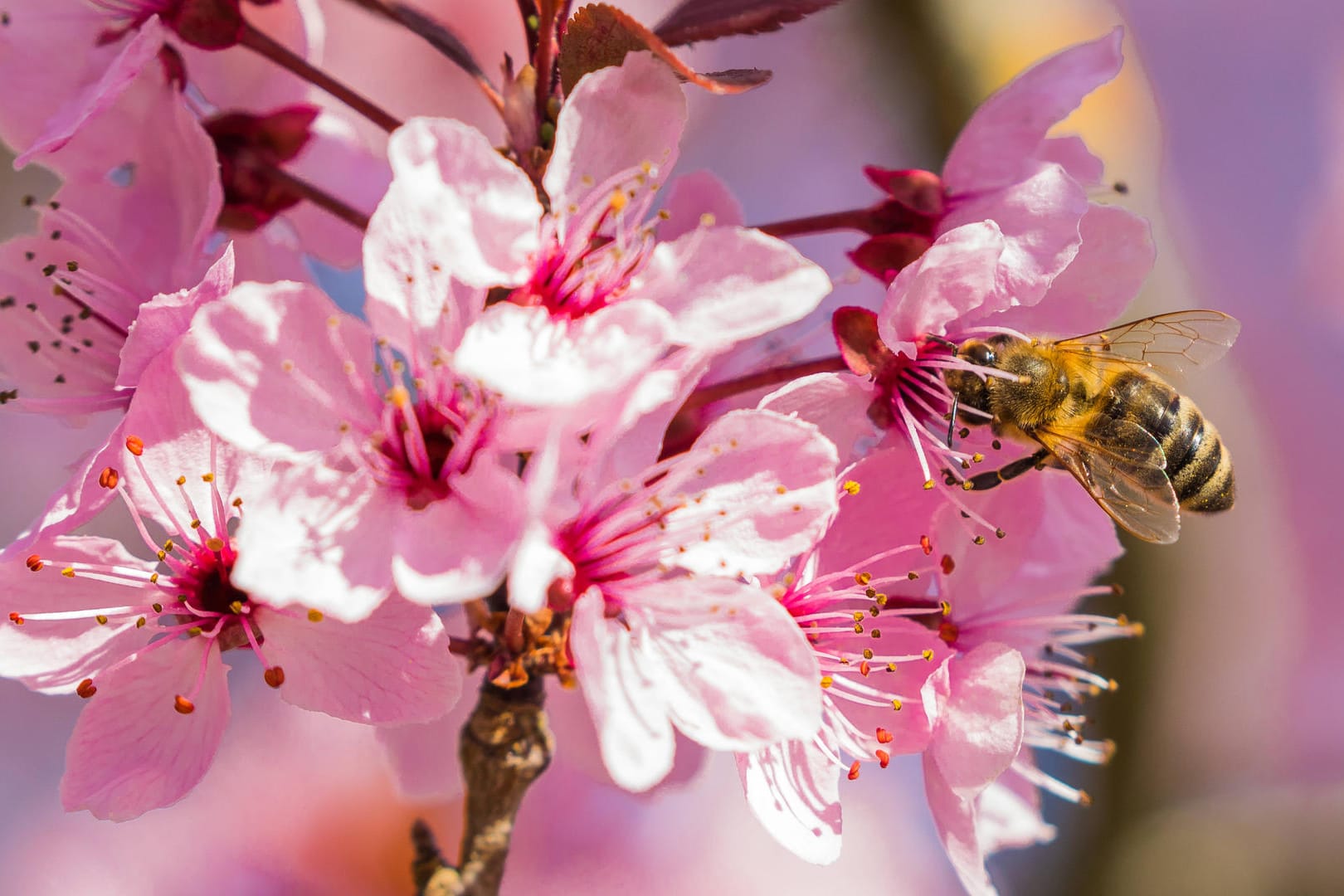 Eine Biene bestäubt eine japanische Kirschblüte. Biodiversität beschreibt nicht nur biologische, sondern auch kulturelle Vielfalt, etwa bei indigenen und lokalen Gemeinschaften.