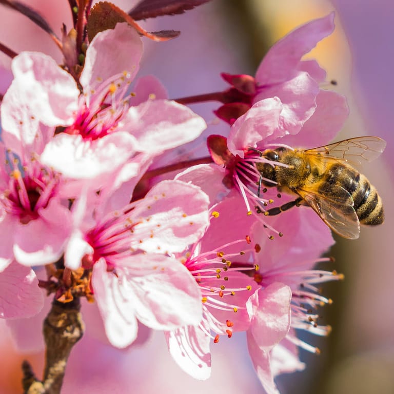 Eine Biene bestäubt eine japanische Kirschblüte. Biodiversität beschreibt nicht nur biologische, sondern auch kulturelle Vielfalt, etwa bei indigenen und lokalen Gemeinschaften.