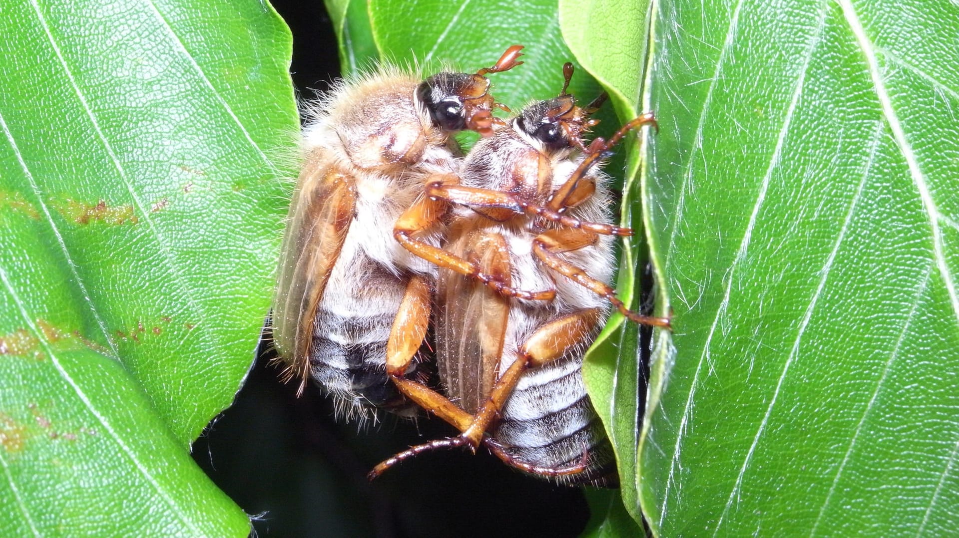 Junikäfer: Kurze Zeit nach der Paarung sterben die Insekten.