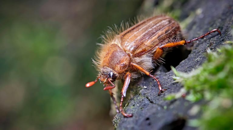 Gerippter Brachkäfer: Auch wenn der Junikäfer harmlos aussieht, so kann er doch große Schäden anrichten – und zwar durch seine Larven.