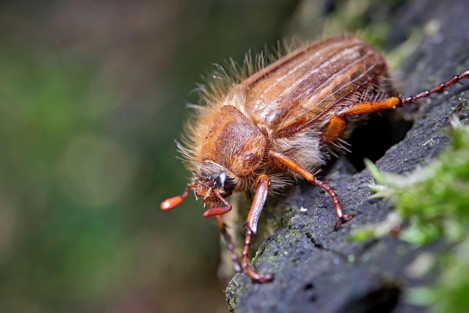 Gerippter Brachkäfer: Auch wenn der Junikäfer harmlos aussieht, so kann er doch große Schäden anrichten – und zwar durch seine Larven.