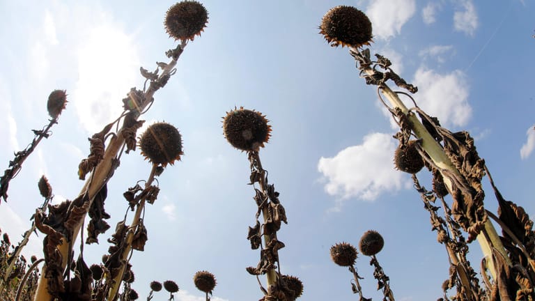 Vertrocknete Sonnenblumen auf einem Feld nahe Schönwald (Archivbild): Brandenburg hatte besonders mit der Hitze zu kämpfen.